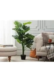 Arbre Saksı Bitkisi